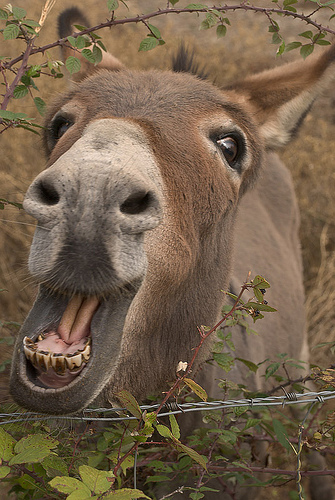 smiling donkey